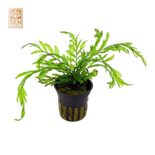 Dương xỉ châu phi 10g- cây thủy sinh