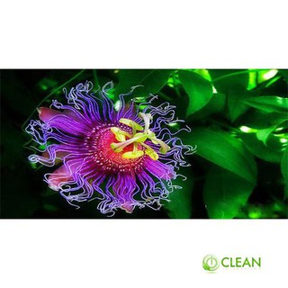 HẠT GIỐNG Cây Hoa Hoàng Liên 5 HẠT