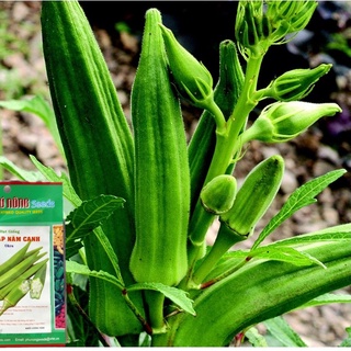 Hạt giống đậu bắp xanh cao sản siêu quả