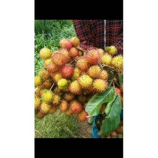 chôm chôm nhãn trụi lông