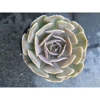 Sen đá bắp cải hàn