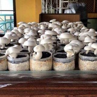 Bịch nấm giống hoàng đế