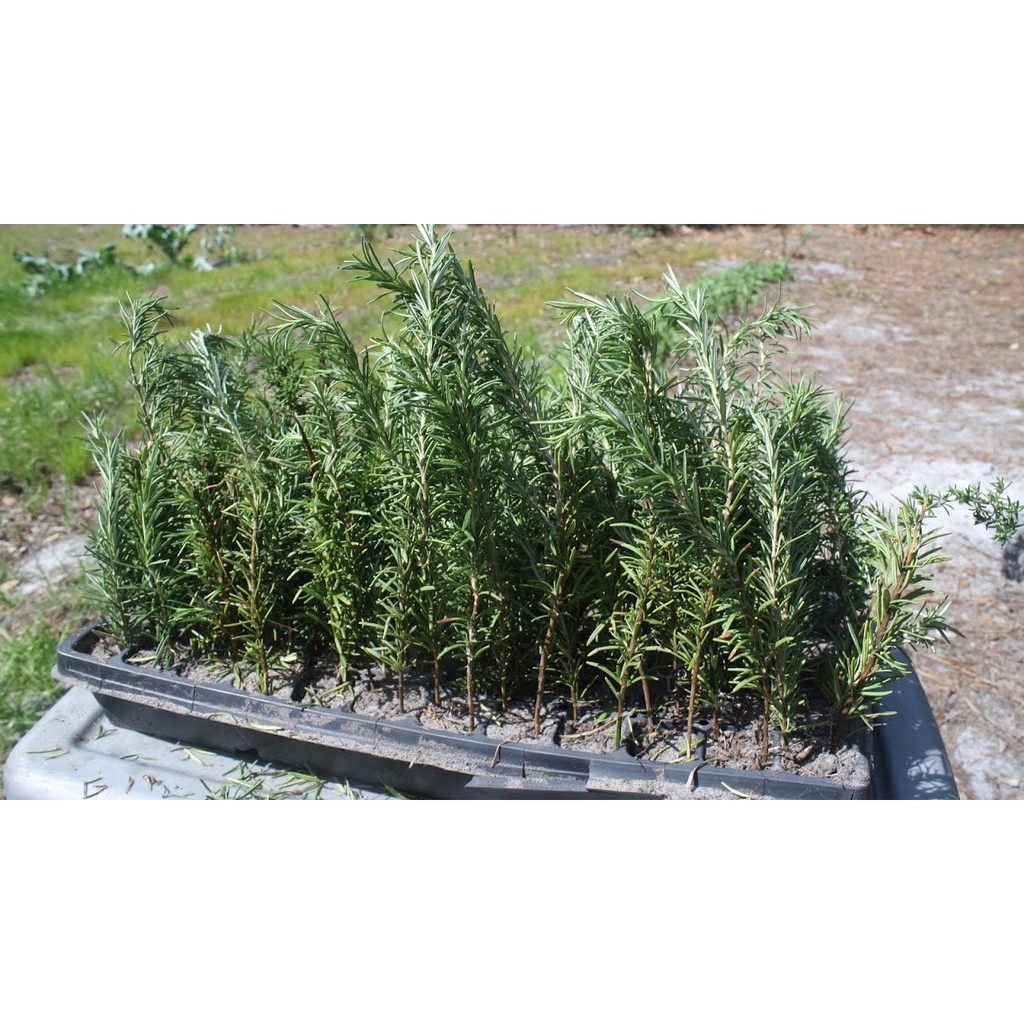 [Cây gia vị] - Chậu cây hương thảo - Rosemary - Rosmarinus officinalis L. - Trang Flowers