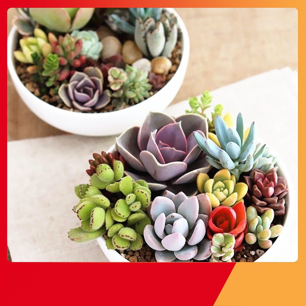 Hạt Giống Sen Đá Mix [ NẢY MẦM 99 % ]