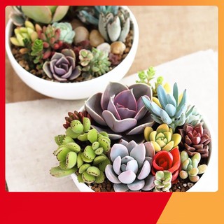 Hạt Giống Sen Đá Mix