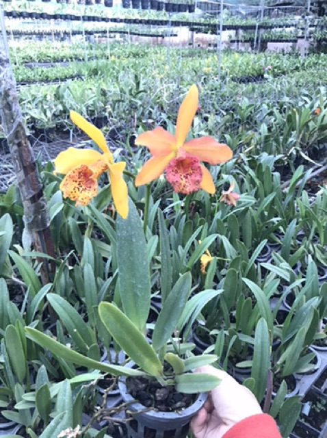 Hoa lan catt Đài Copper Queen