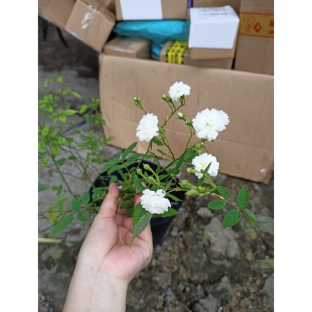Chậu hoa hồng bạch trà - Cây trưởng sắp hoa-đang hoa-UtNho