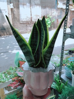 Chậu lưỡi hổ cao