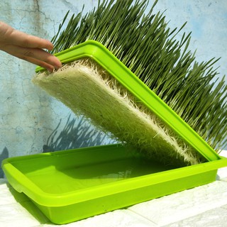 100GR - HẠT GIỐNG CỎ LÚA MÌ(LÚA MẠCH) - CỎ MÈO