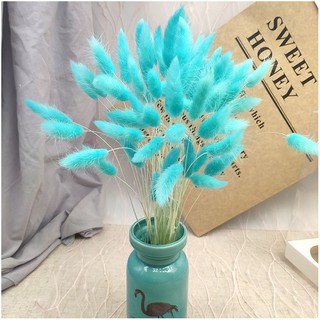 Hoa khô CỎ ĐUÔI THỎ Lagurus Bunny Tails màu xanh ngọc decor phong cách vintage - Bông đuôi thỏ