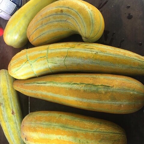 Hạt giống dưa gang nhập khẩu, dưa Thái Lan, Dưa vàng rất thơm và giòn