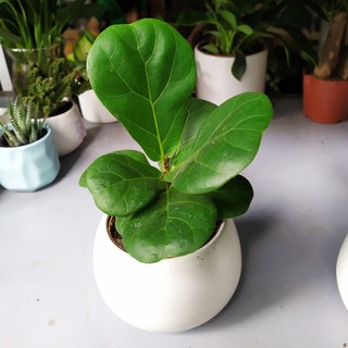 Cây bàng sing [Kèm chậu sứ+ đá trắng] [ Sale ]