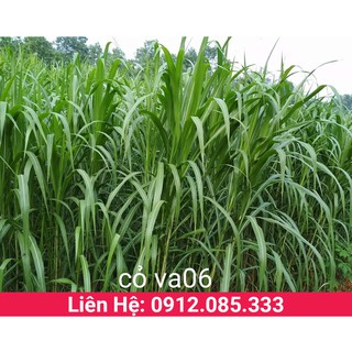 Cỏ voi lai siêu năng suất sinh trưởng nhanh phòng chống sâu bệnh gói 500g