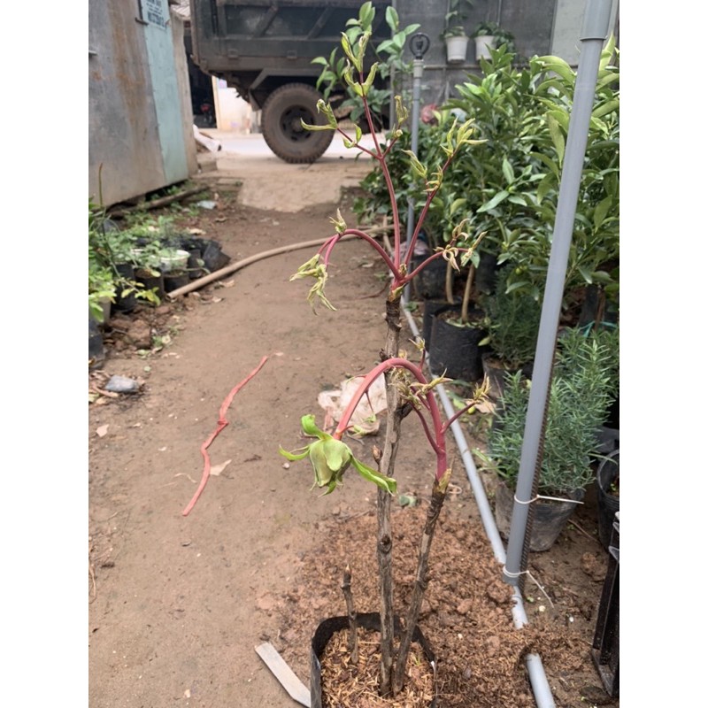 Cây hoa Mẫu Đơn