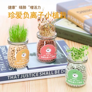 Cây mini để bàn
