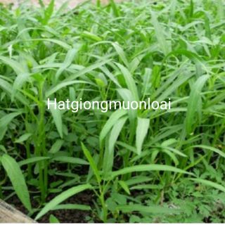 50g-Hạt giống Rau Muống Lá Tre dễ trồng nhanh thu hoach