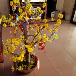 Hoa mai giả