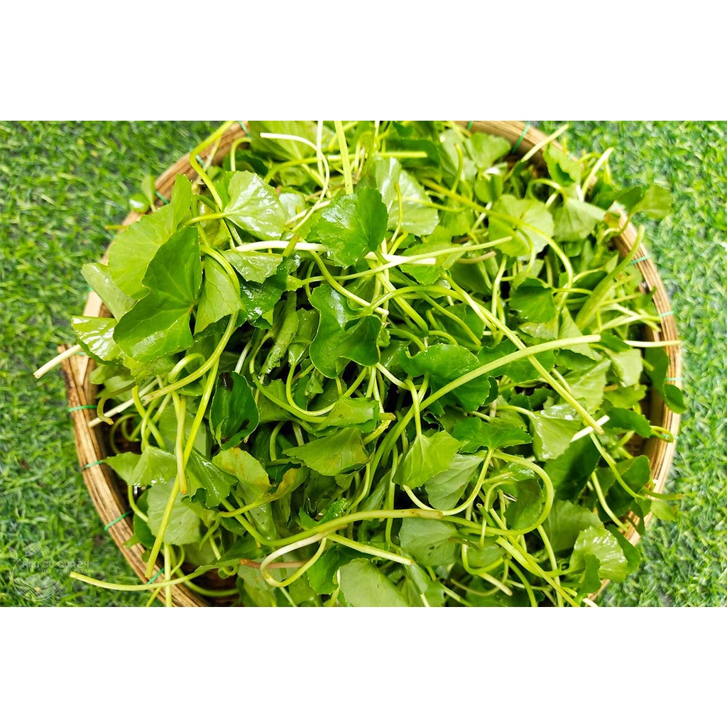 Hạt giống rau má lá nhỏ ngon ngọt - rau củ quả chịu nhiệt 4 mùa tỉ lệ nảy mầm cao 1gr RADO 050