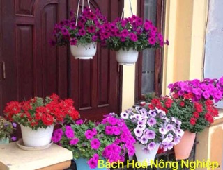 Hạt giống hoa Dạ Yến Thảo ( Dạ Yên Thảo) mix