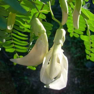 Hạt giống bông so đũa