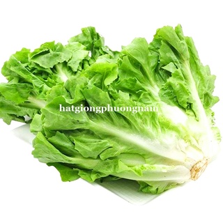 1GR - HẠT GIỐNG XÀ LÁCH GIÒN CAROL