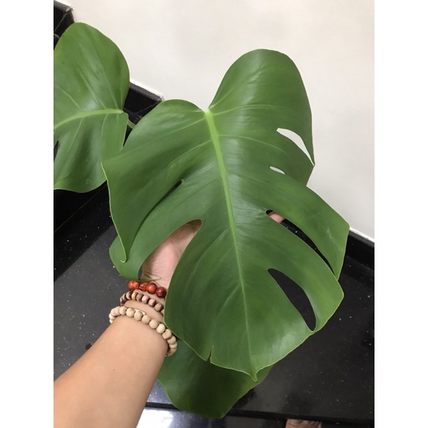 Trầu Bà Lá Xẻ Dòng Leo - Monstera Borsigiana