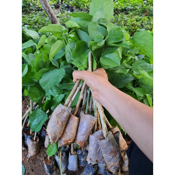 Cây giống ban tím