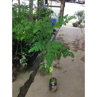 Cây chùm ngây giống, cây cao 0,8-1,2m, gửi đi nguyên bầu thân to cực đẹp