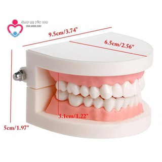 Mô hình hàm răng giả dùng trong giáo dục bé tập đánh răng