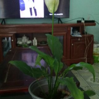 Cây Lan ý (cở nhỏ-đã ra hoa)