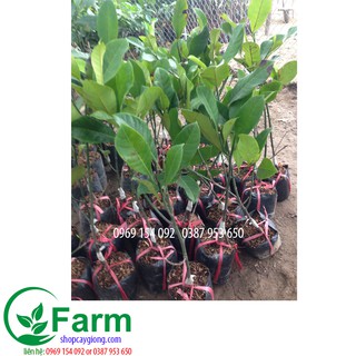 cây mít tố nữ