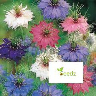 Gói 100 hạt giống bảo thach ba tư VINMARK HẠT GIỐNG