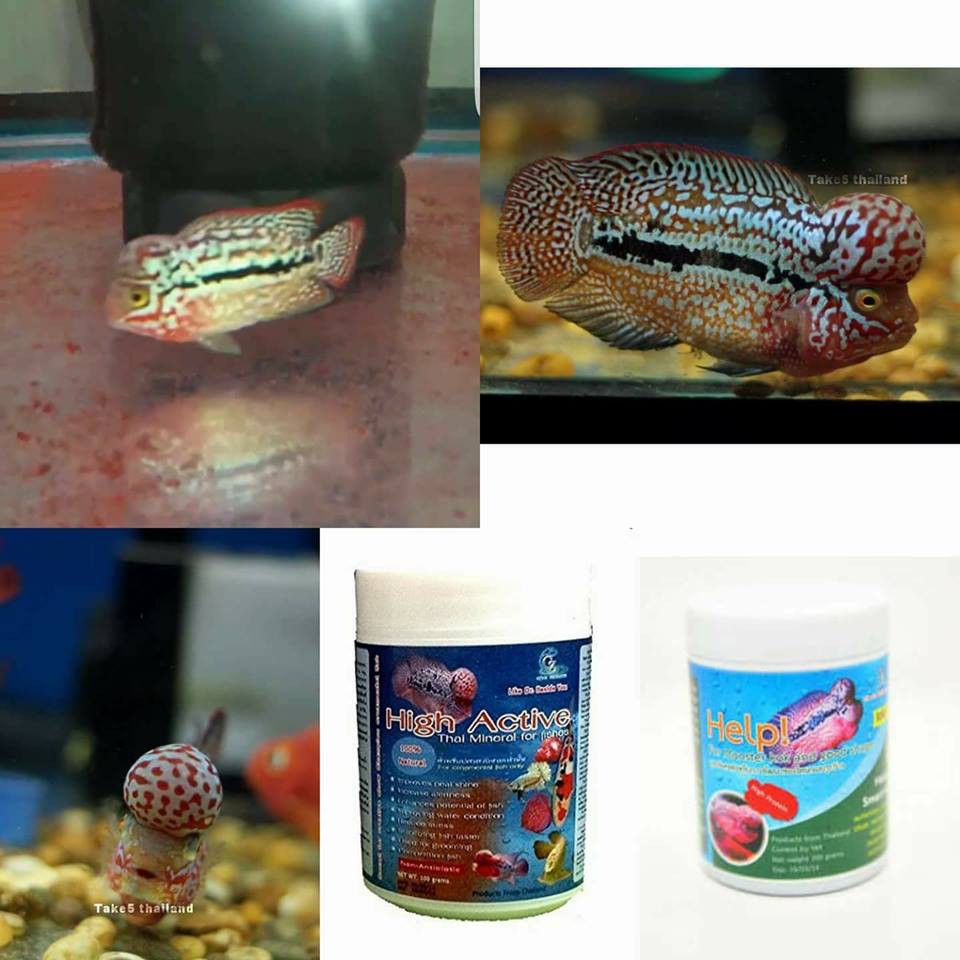 HIGH ACTIVE Khoáng Cho Cá Cảnh Hộp Nguyên Tem 1Kg -Giúp Cá La Hán Sung.Giảm Stress .Lên Màu Đẹp -Nhập khẩu Thailand