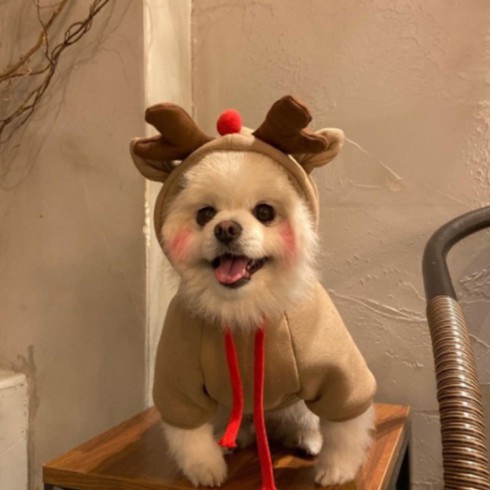 🌸 Quần Áo Chó Mèo Có Nón Cosplay Biến Hình Cho Thú Cưng