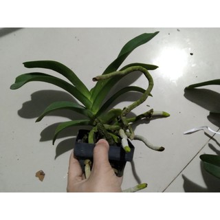 Ngọc điểm Thái đang nụ
