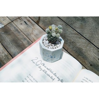 Xương rồng trứng chim size bầu 6cm