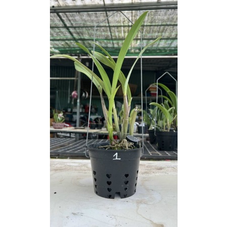 Cattleya lai Epi hoa siêu thơm cây sắp hoa