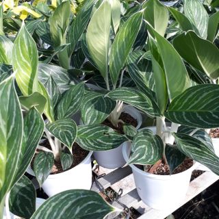 💚🍃Bạch mã hoàng tử ( size nhỏ)🍃💚