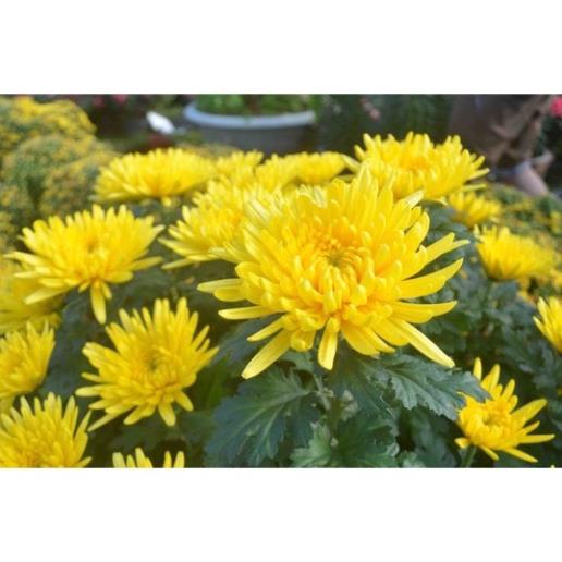 Phân bón Siêu Lân Hũ 1kg. Ra rễ cực mạnh, Bật mầm chồi. Thúc ủ mầm hoa. Rau màu, hoa, cây cảnh