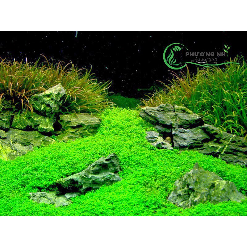 Cây trân châu ngọc trai