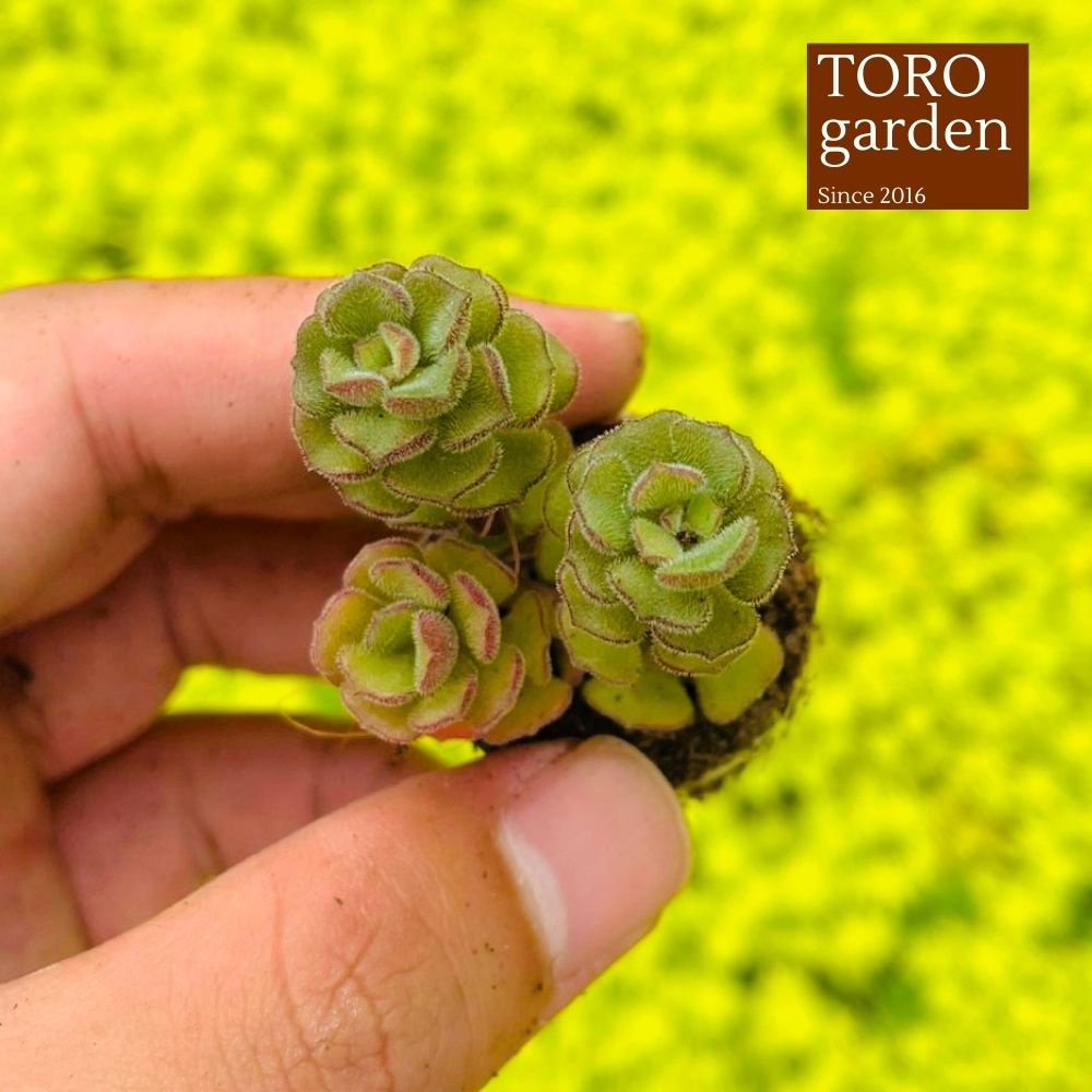 Sen đá sedum hoa hồng pháp Đà Lạt size mini cây cảnh trang trí nhà cửa Toro garden