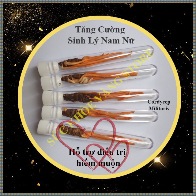 Đông Trùng Hạ Thảo Nhộng Tằm Nguyên Con Sấy Thăng Hoa ADENOSINE ĐẠT 5.71mg/100g | BigBuy360 - bigbuy360.vn
