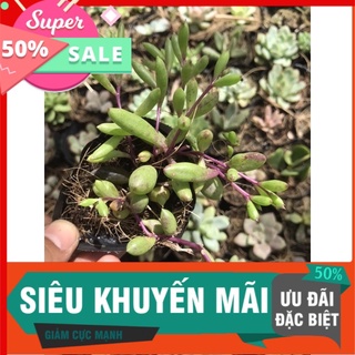 Sen giọt nước giống mới