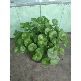 Rau má kiểng cỏ đồng tiền