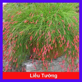 Cây Liễu Tường Hoa Đỏ - cây cảnh để bàn