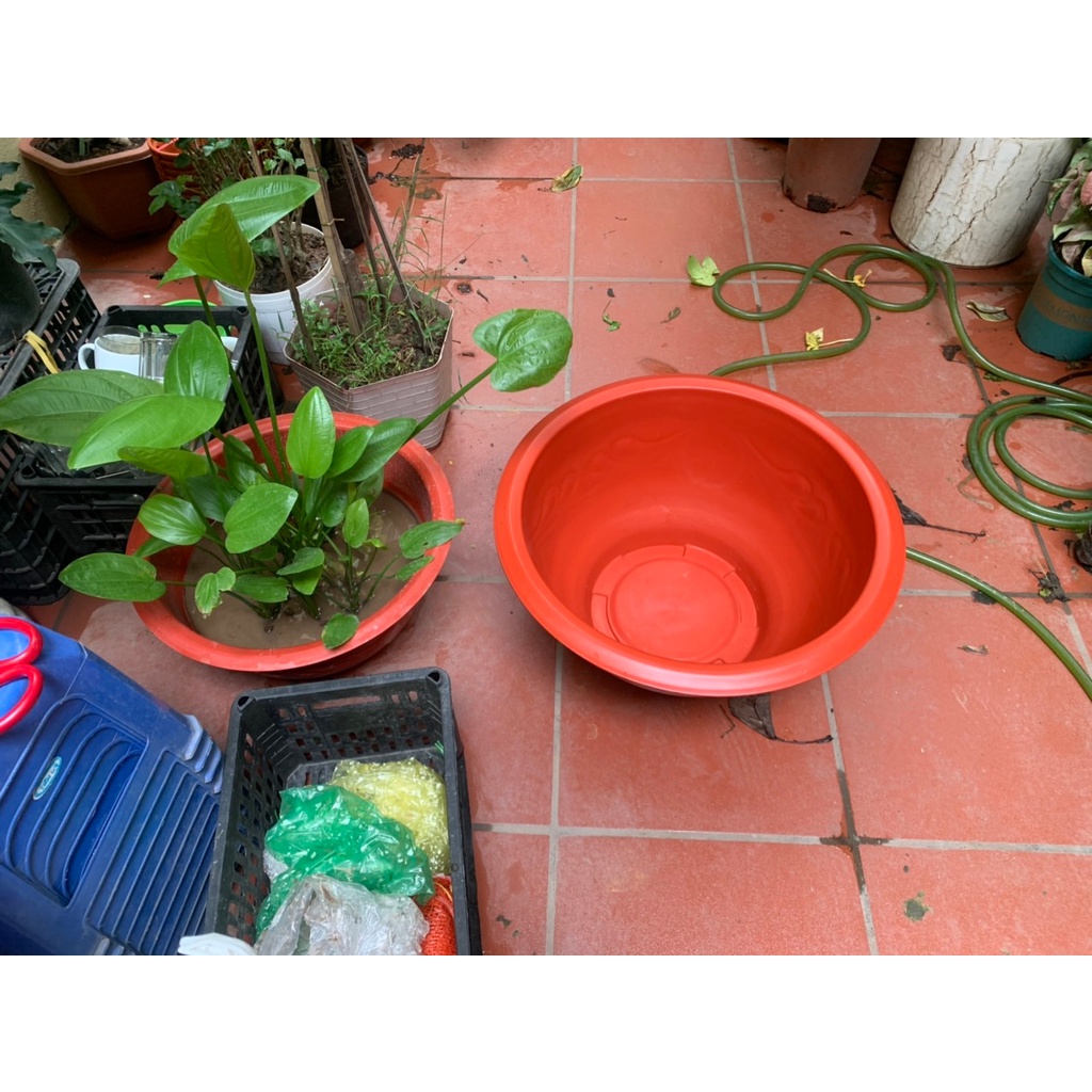 (Now/Grap ship) (D380) Chậu nhựa trồng sen, súng, cây thủy canh, thủy sinh T38