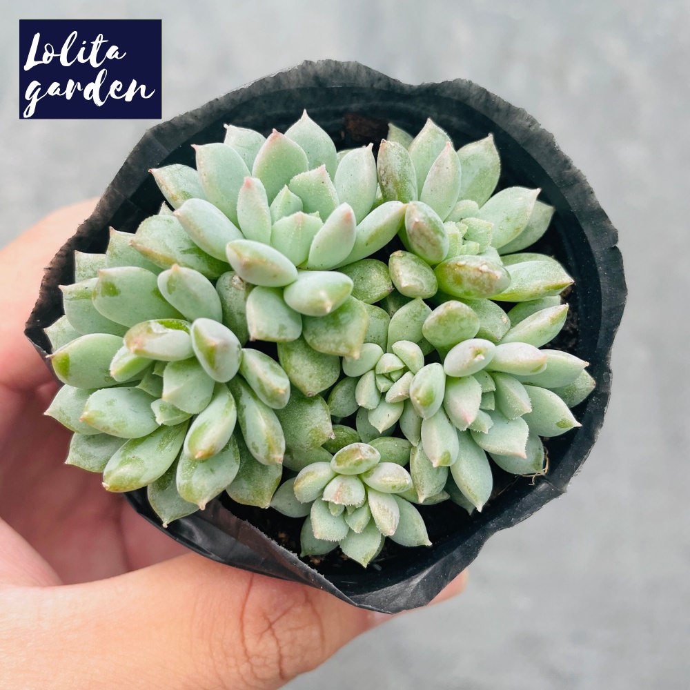 Sen đá dù xanh Đà Lạt size bé cây cảnh trang trí nhà cửa Lolita garden