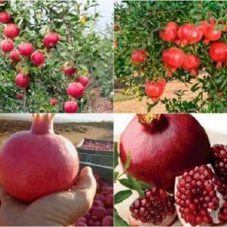 Combo cây giống  lựu đỏ ấn độ