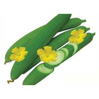 Hạt giống Mướp hương cao sản