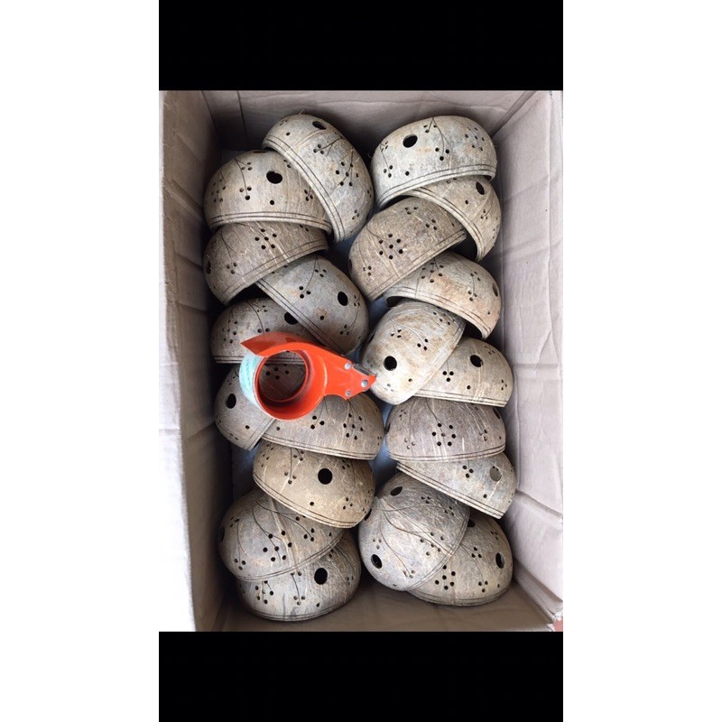 Chậu gáo dừa trồng lan loại to từ 15cm